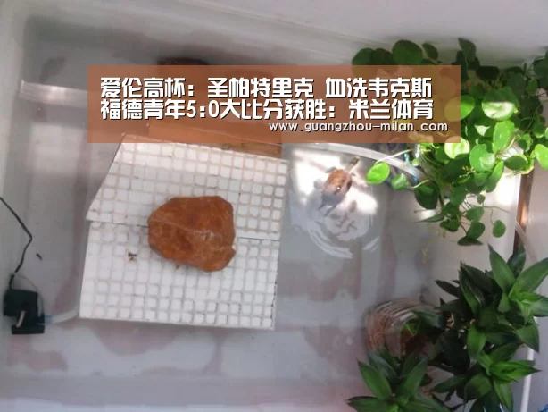 爱伦高杯: 圣帕特里克 血洗韦克斯福德青年5:0大比分获胜:米兰体育(图2) 米兰体育app